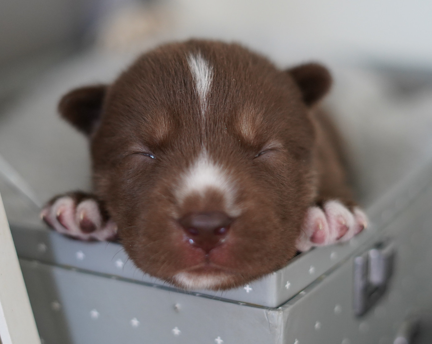 Alcateia Das Neves - Chiots disponibles - Siberian Husky