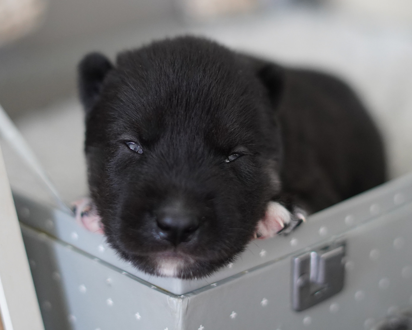 Alcateia Das Neves - Chiots disponibles - Siberian Husky