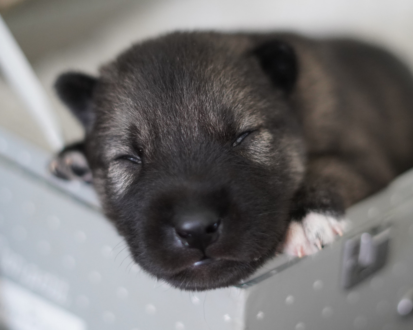 Alcateia Das Neves - Chiots disponibles - Siberian Husky