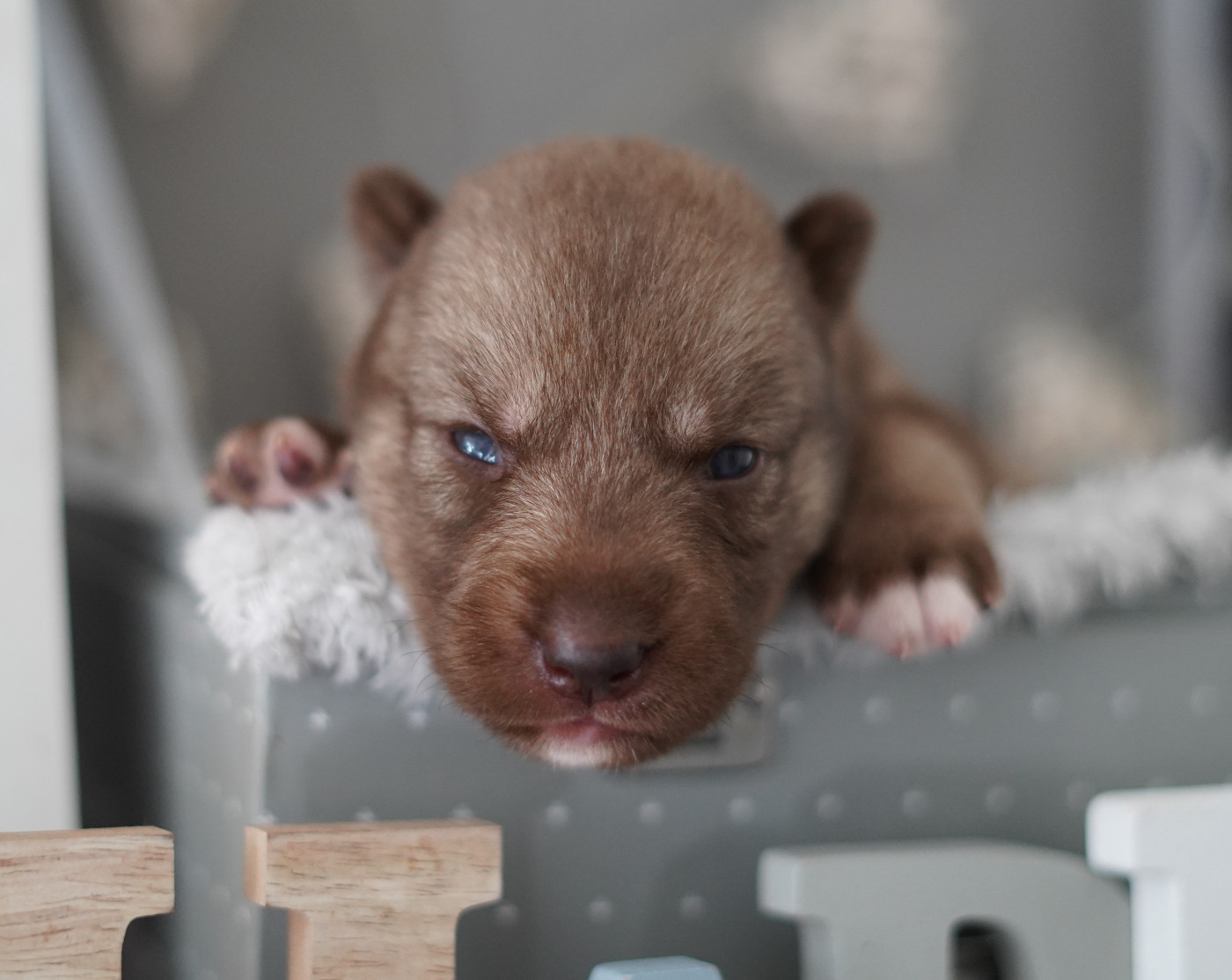 Alcateia Das Neves - Chiots disponibles - Siberian Husky