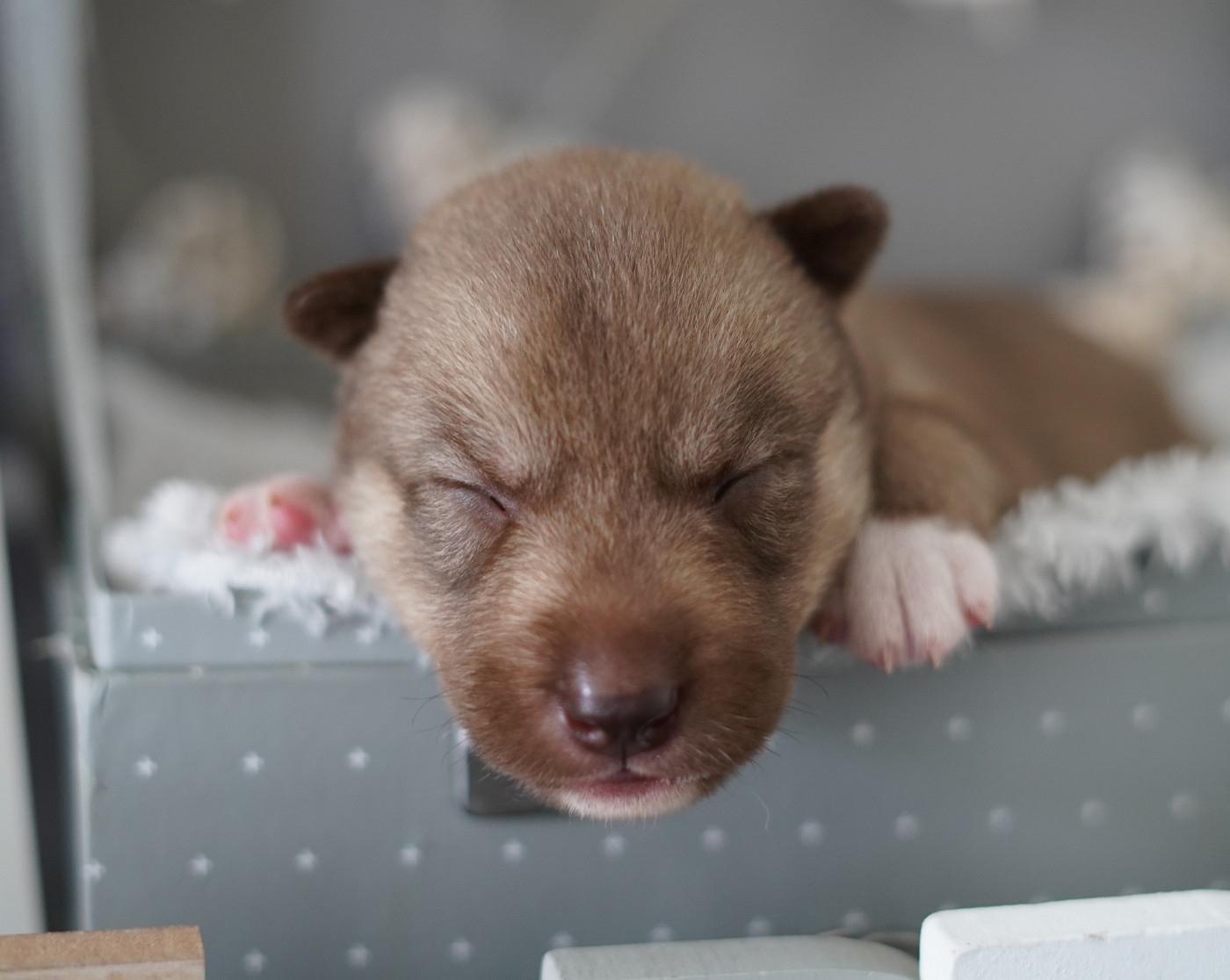 Alcateia Das Neves - Chiots disponibles - Siberian Husky