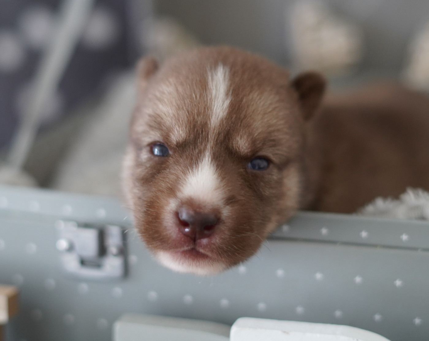 Alcateia Das Neves - Chiots disponibles - Siberian Husky