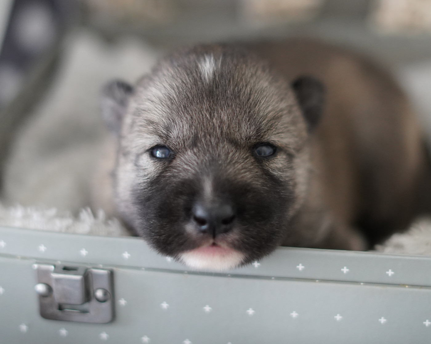 Alcateia Das Neves - Chiots disponibles - Siberian Husky