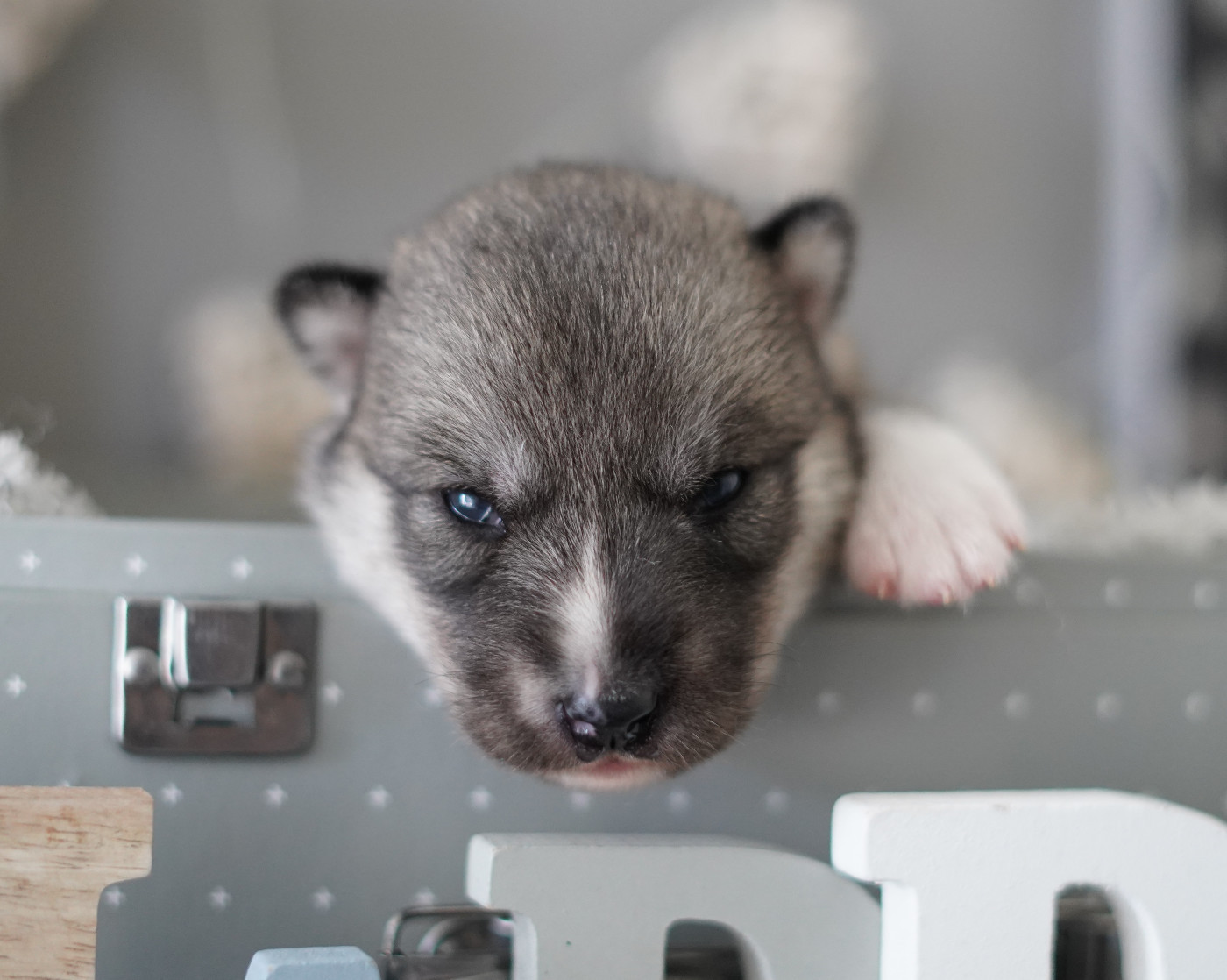 Alcateia Das Neves - Chiots disponibles - Siberian Husky