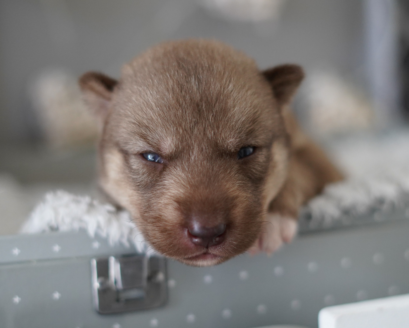 Alcateia Das Neves - Chiots disponibles - Siberian Husky