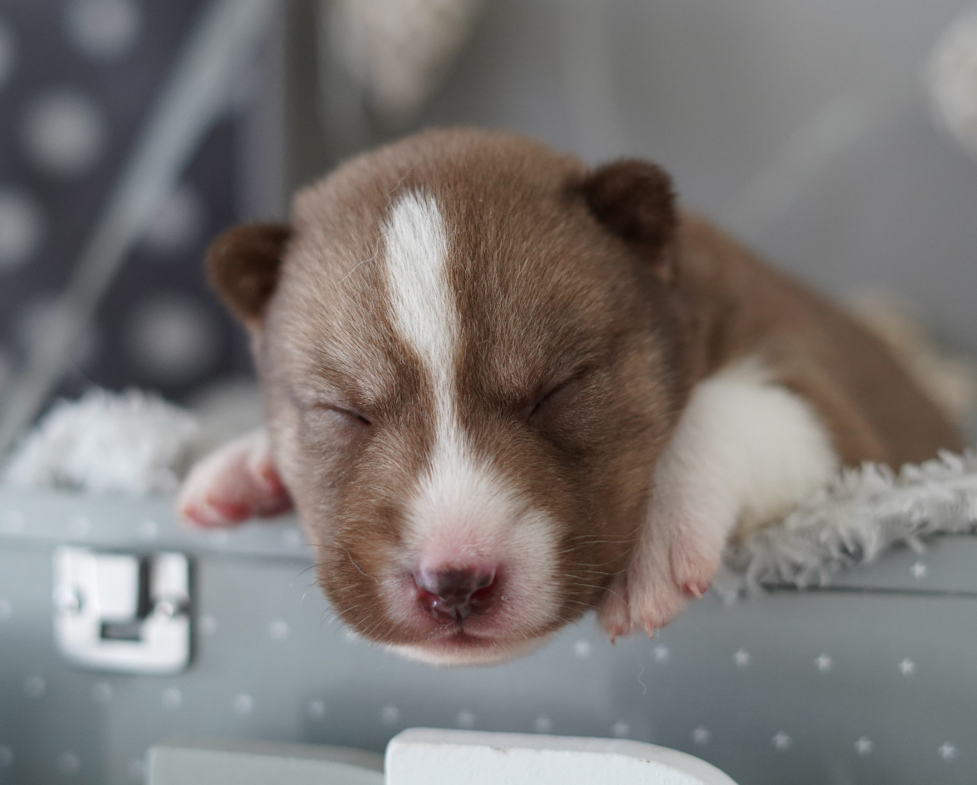 Alcateia Das Neves - Chiots disponibles - Siberian Husky
