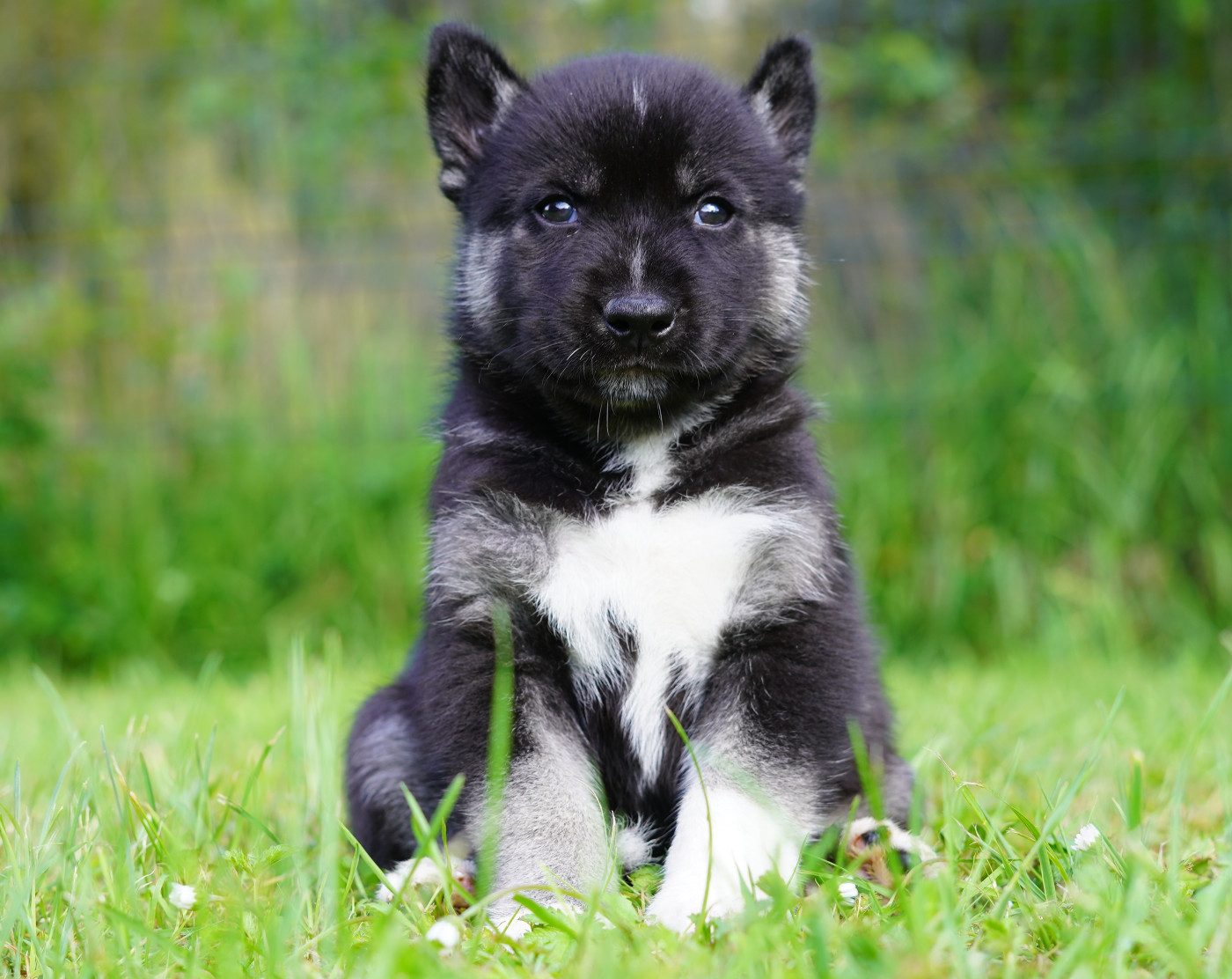 Alcateia Das Neves - Chiots disponibles - Siberian Husky