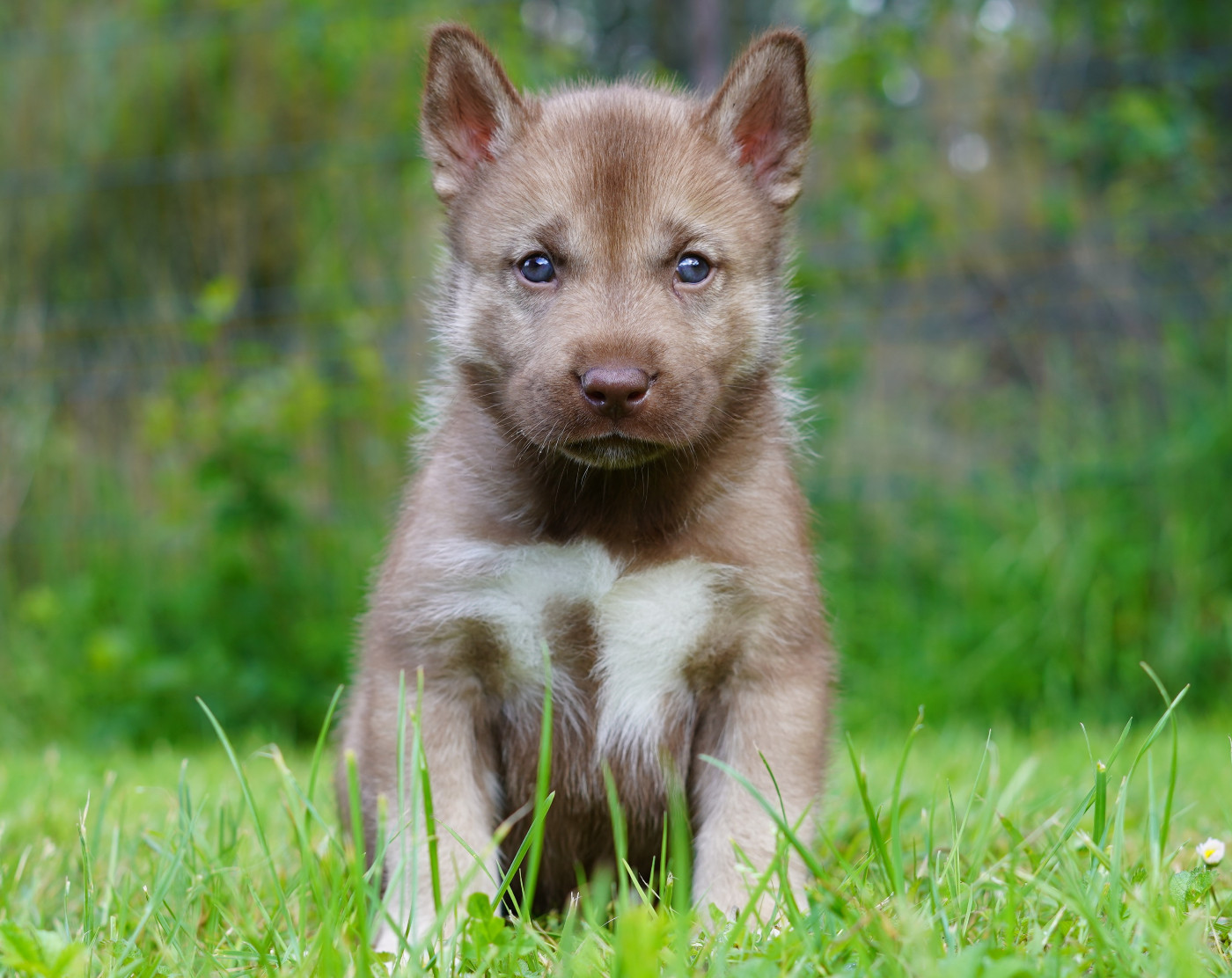Alcateia Das Neves - Chiots disponibles - Siberian Husky