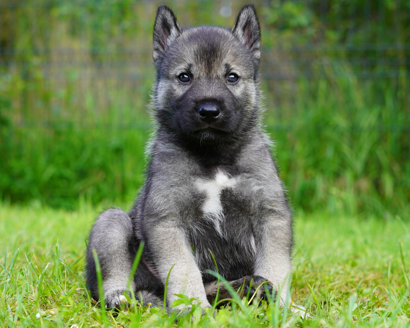 Alcateia Das Neves - Chiots disponibles - Siberian Husky