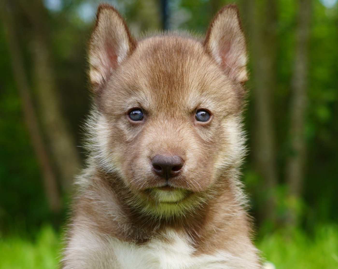 Alcateia Das Neves - Chiots disponibles - Siberian Husky