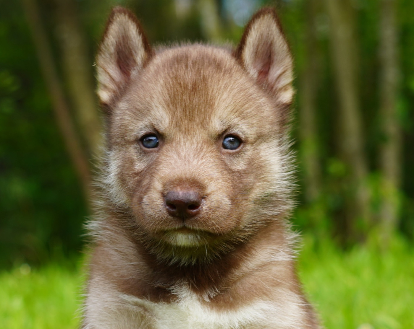 Alcateia Das Neves - Chiots disponibles - Siberian Husky