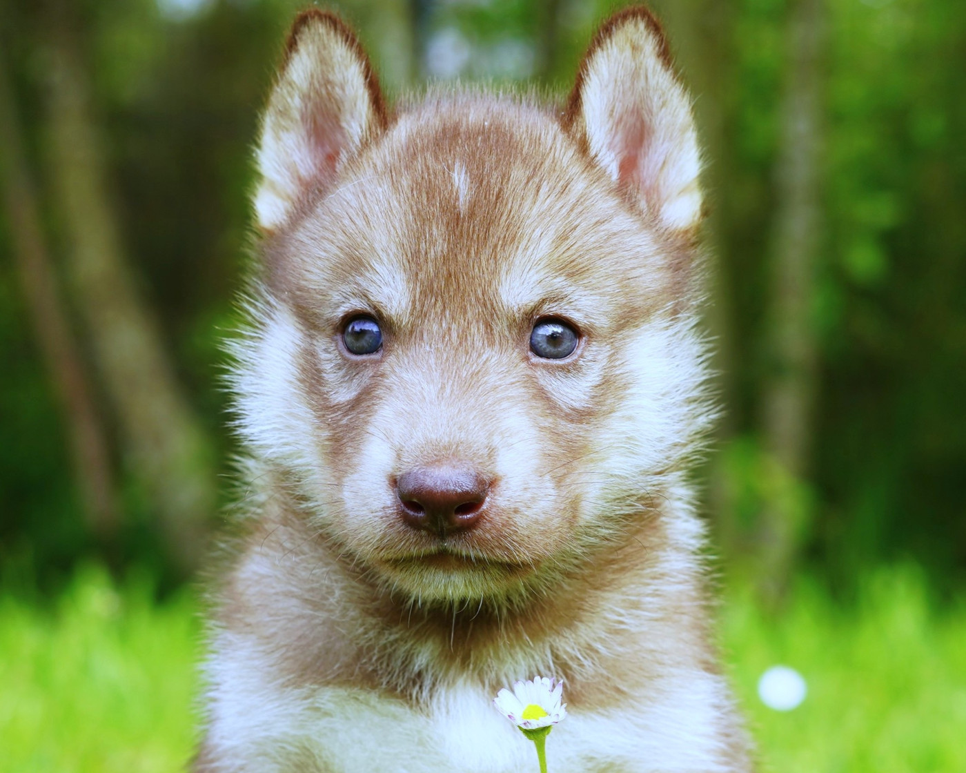 Alcateia Das Neves - Chiots disponibles - Siberian Husky