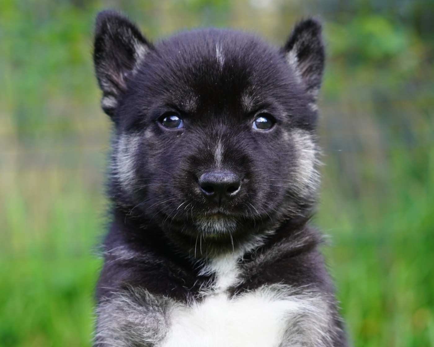 Alcateia Das Neves - Chiots disponibles - Siberian Husky