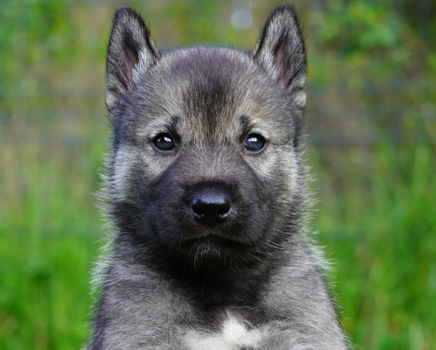 Alcateia Das Neves - Chiots disponibles - Siberian Husky
