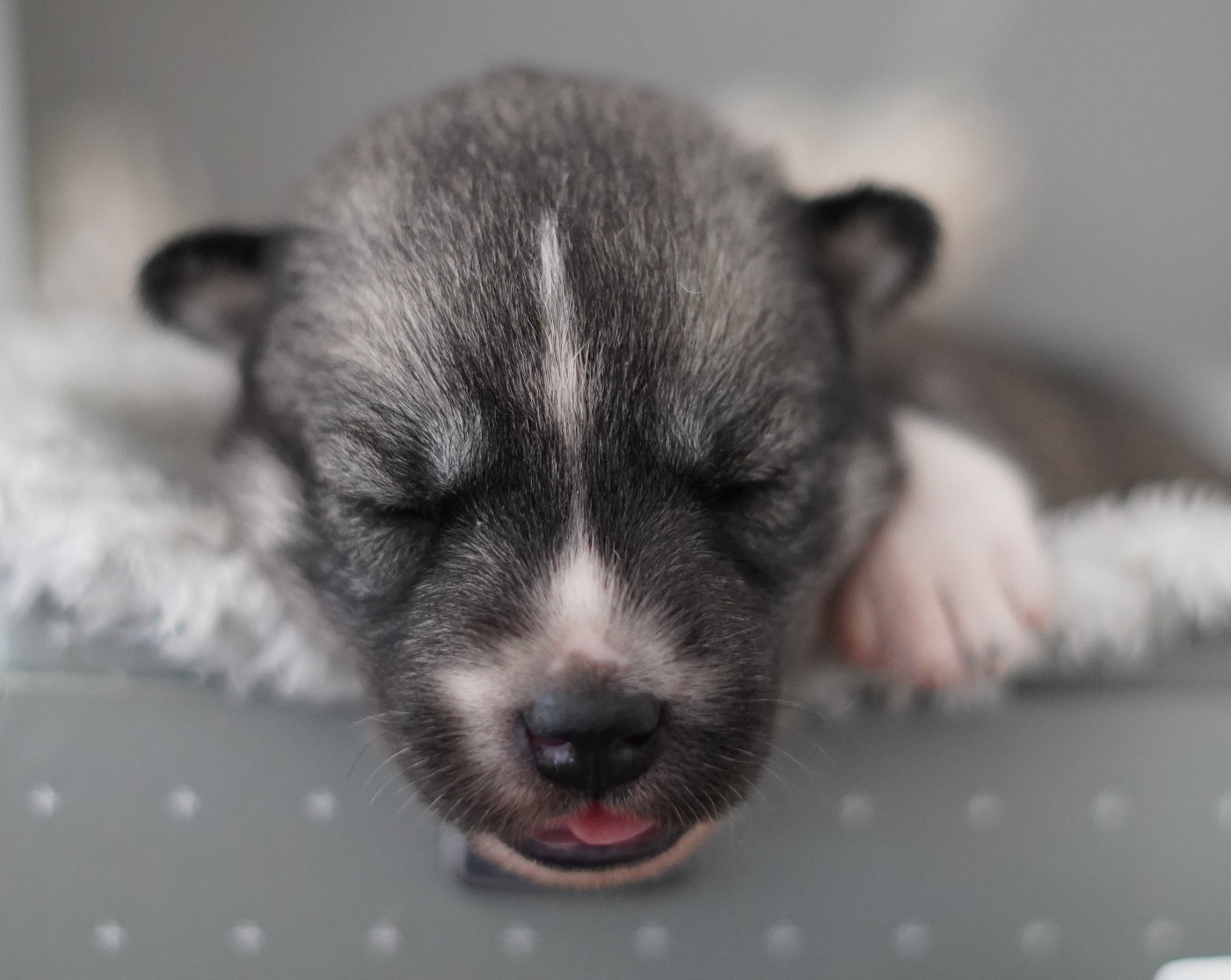 Alcateia Das Neves - Chiots disponibles - Siberian Husky