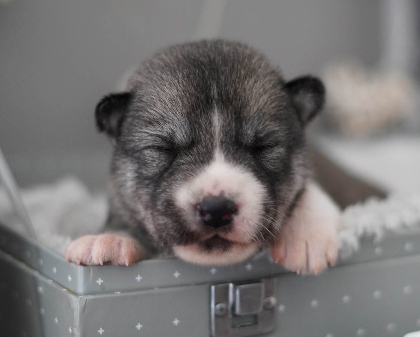 Alcateia Das Neves - Chiots disponibles - Siberian Husky