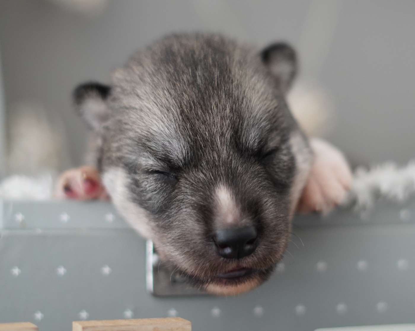 Alcateia Das Neves - Chiots disponibles - Siberian Husky