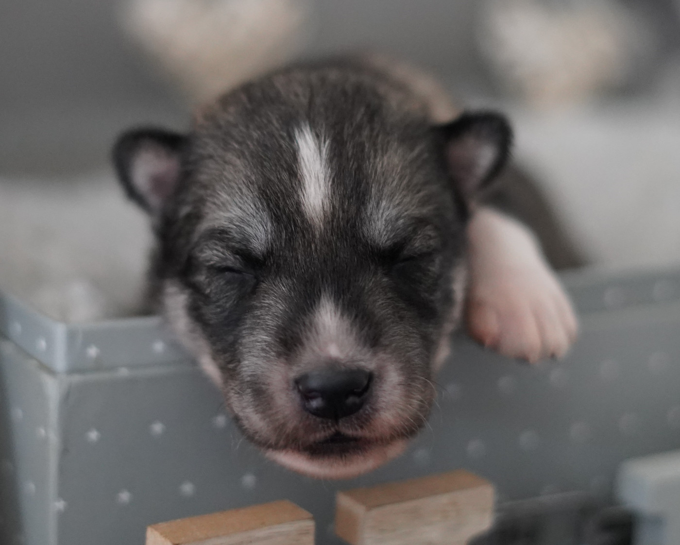 Alcateia Das Neves - Chiots disponibles - Siberian Husky