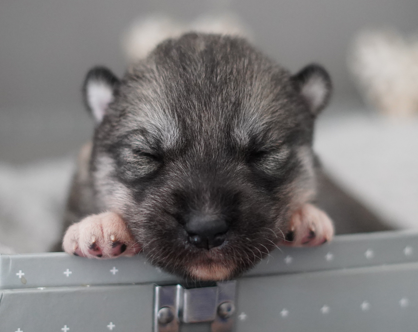 Alcateia Das Neves - Chiots disponibles - Siberian Husky
