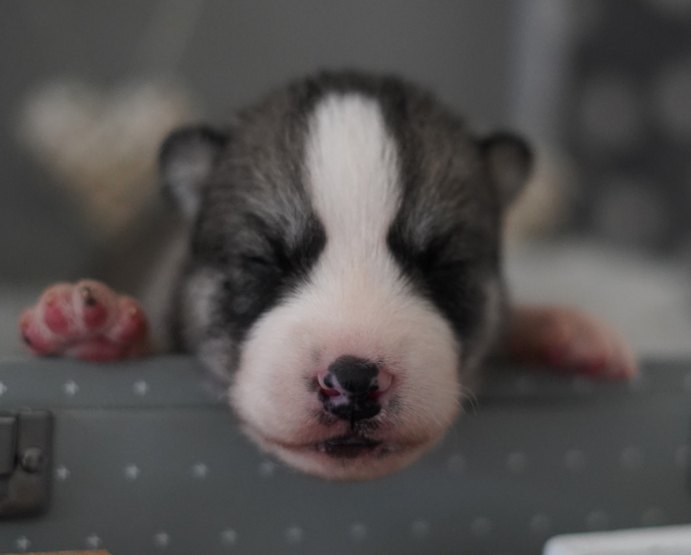 Alcateia Das Neves - Chiots disponibles - Siberian Husky