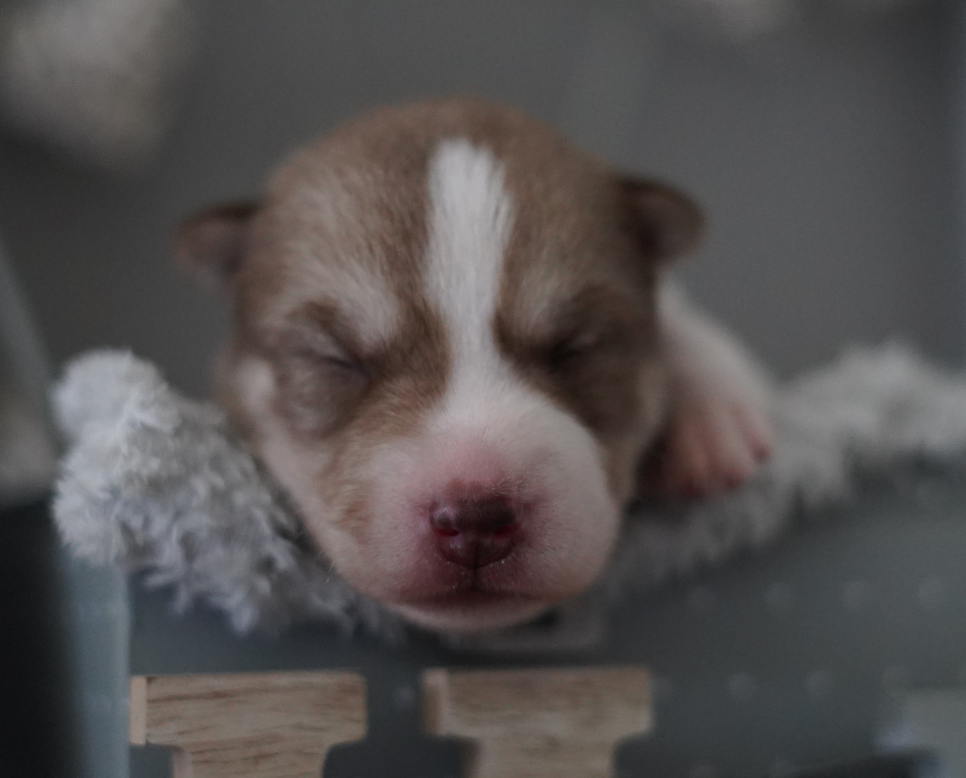 Alcateia Das Neves - Chiots disponibles - Siberian Husky