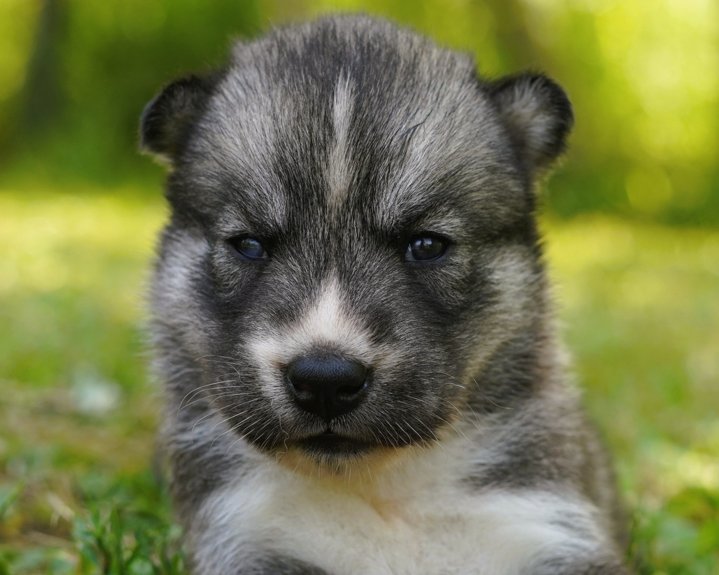 Alcateia Das Neves - Chiots disponibles - Siberian Husky