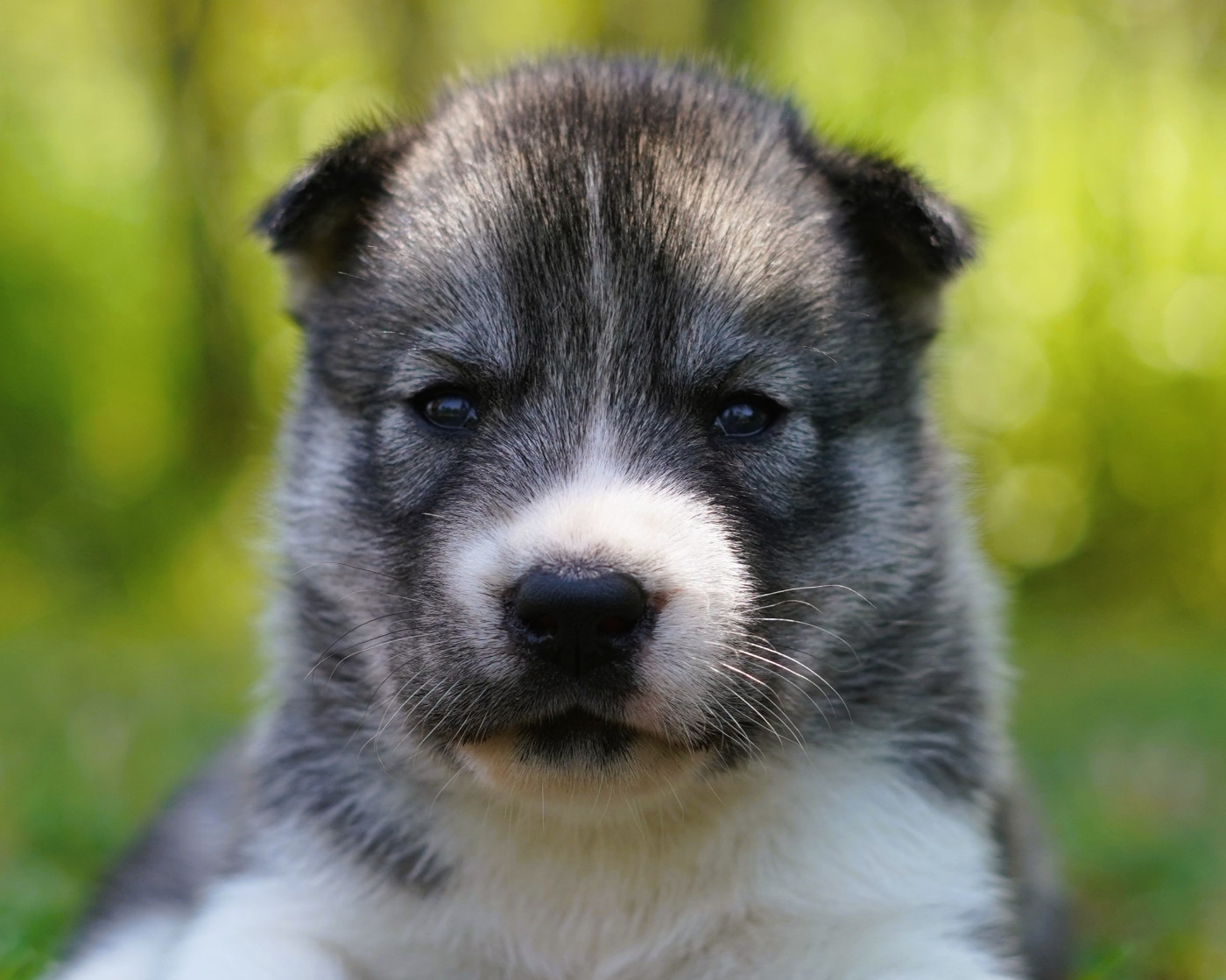 Alcateia Das Neves - Chiots disponibles - Siberian Husky