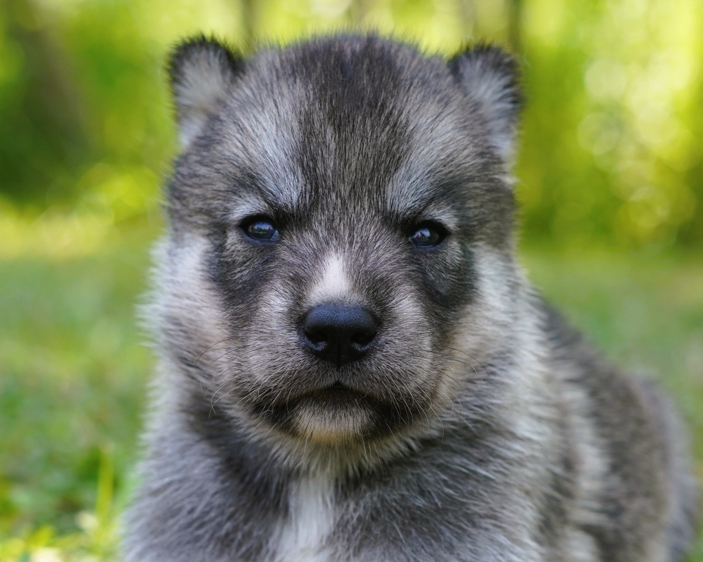 Alcateia Das Neves - Chiots disponibles - Siberian Husky