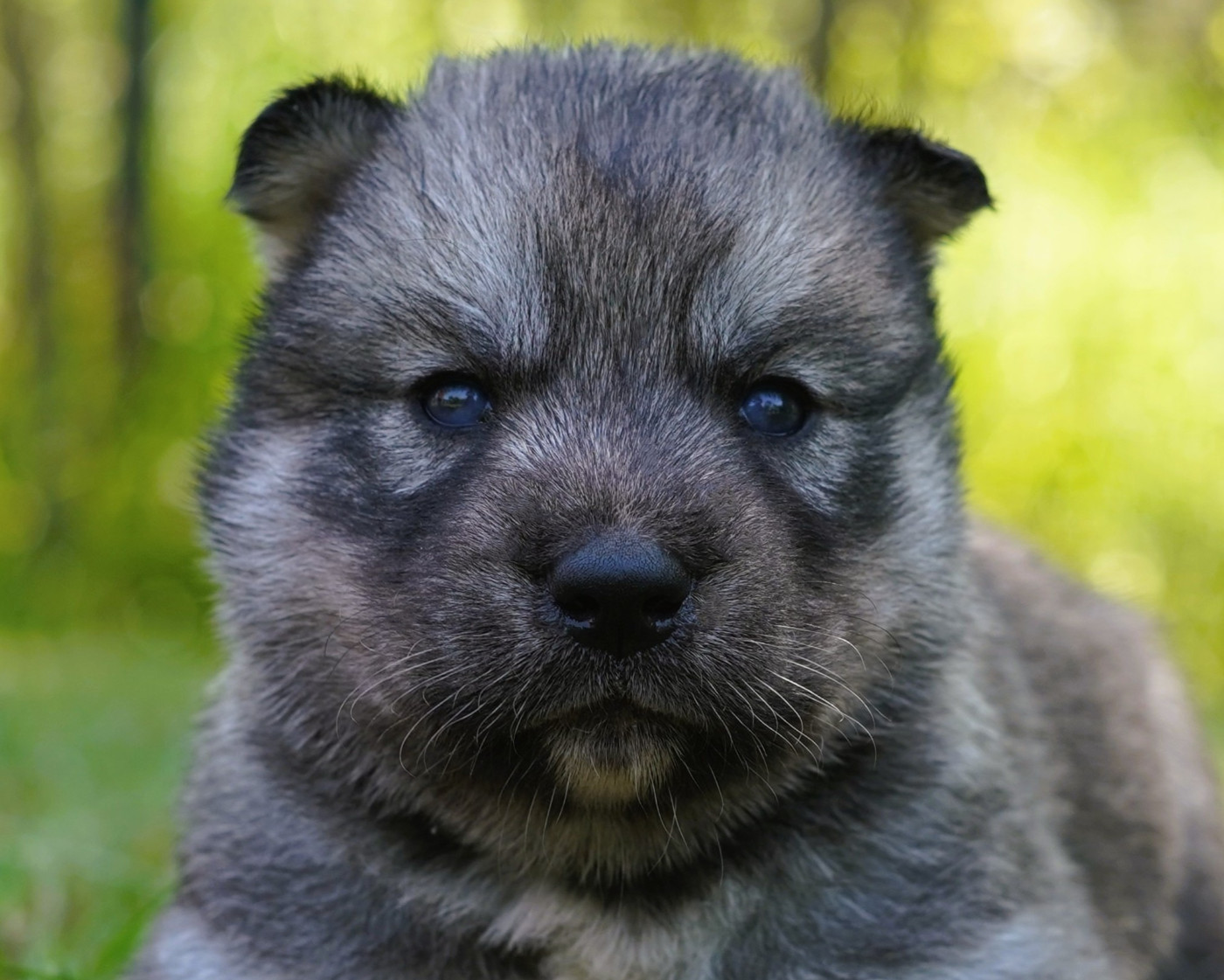 Alcateia Das Neves - Chiots disponibles - Siberian Husky