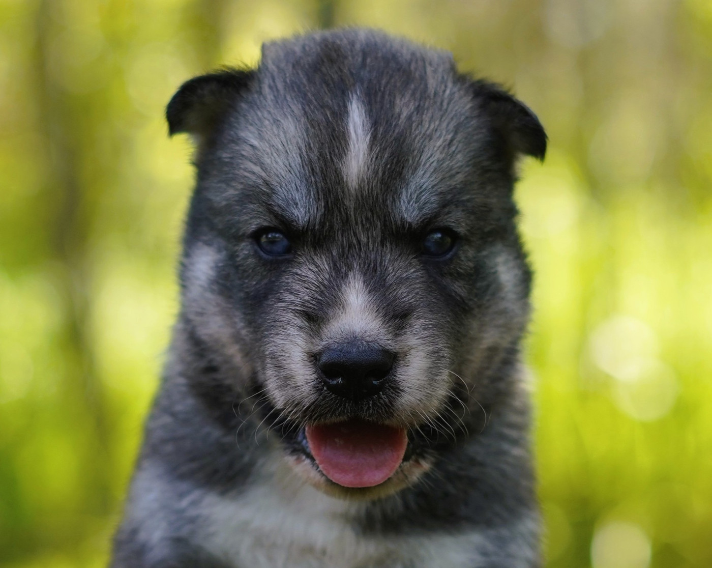 Alcateia Das Neves - Chiots disponibles - Siberian Husky