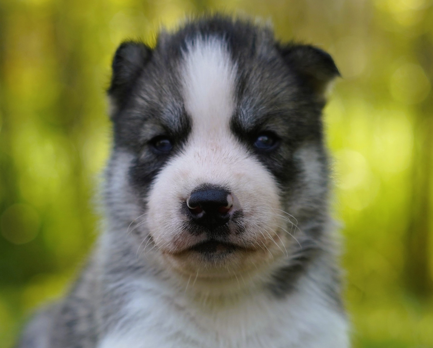 Alcateia Das Neves - Chiots disponibles - Siberian Husky