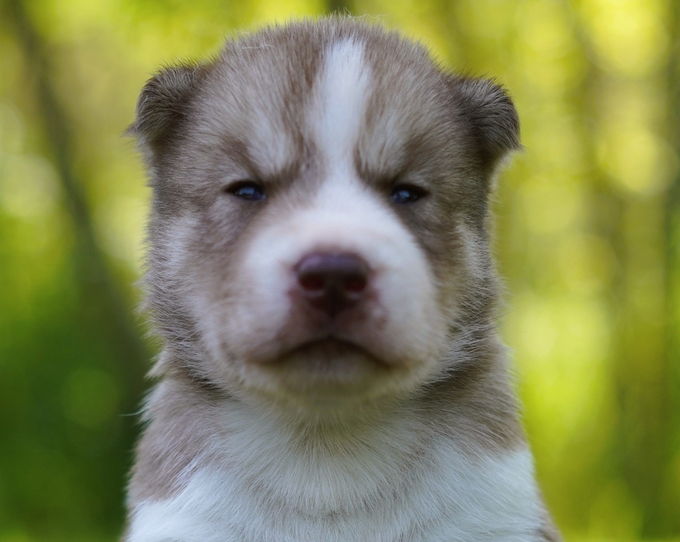 Alcateia Das Neves - Chiots disponibles - Siberian Husky