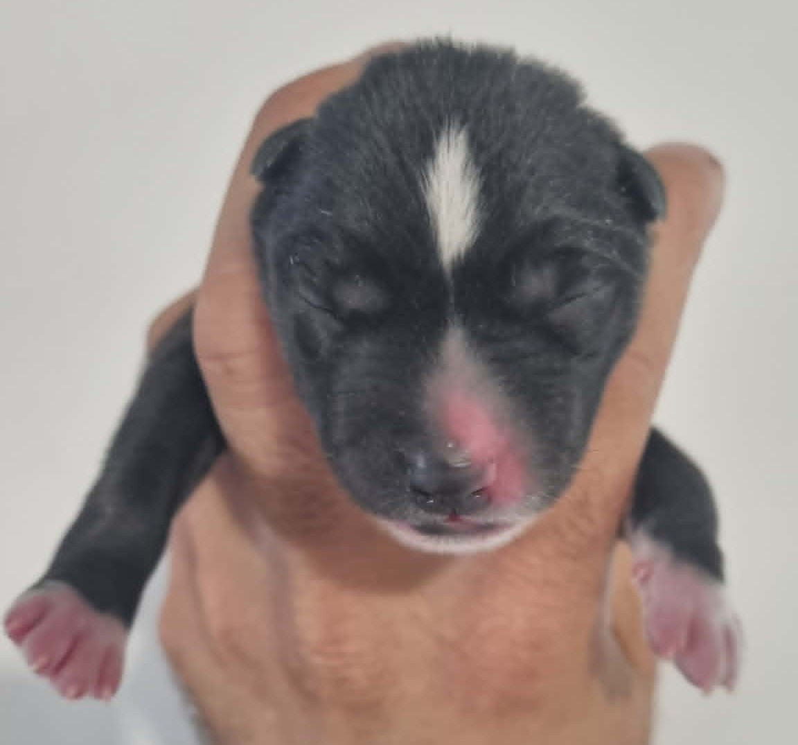 Alcateia Das Neves - Chiots disponibles - Siberian Husky