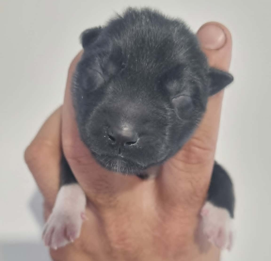Alcateia Das Neves - Chiots disponibles - Siberian Husky