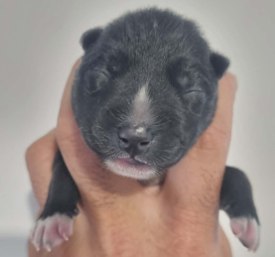 Alcateia Das Neves - Chiots disponibles - Siberian Husky