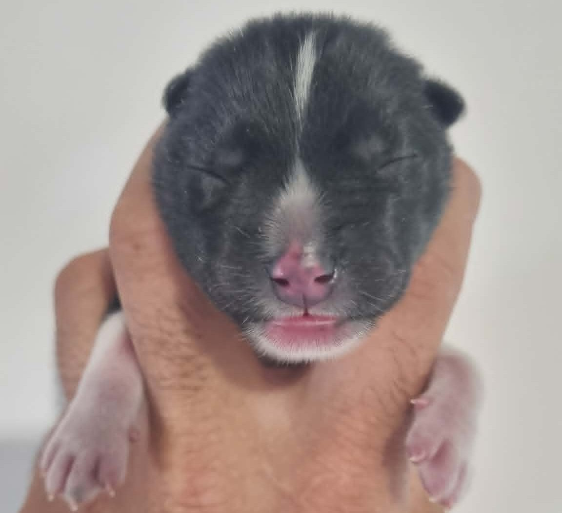 Alcateia Das Neves - Chiots disponibles - Siberian Husky