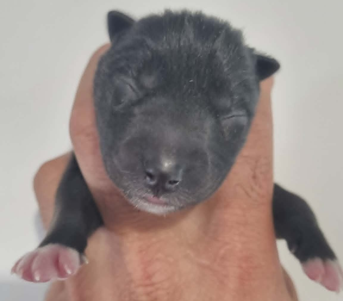 Alcateia Das Neves - Chiots disponibles - Siberian Husky