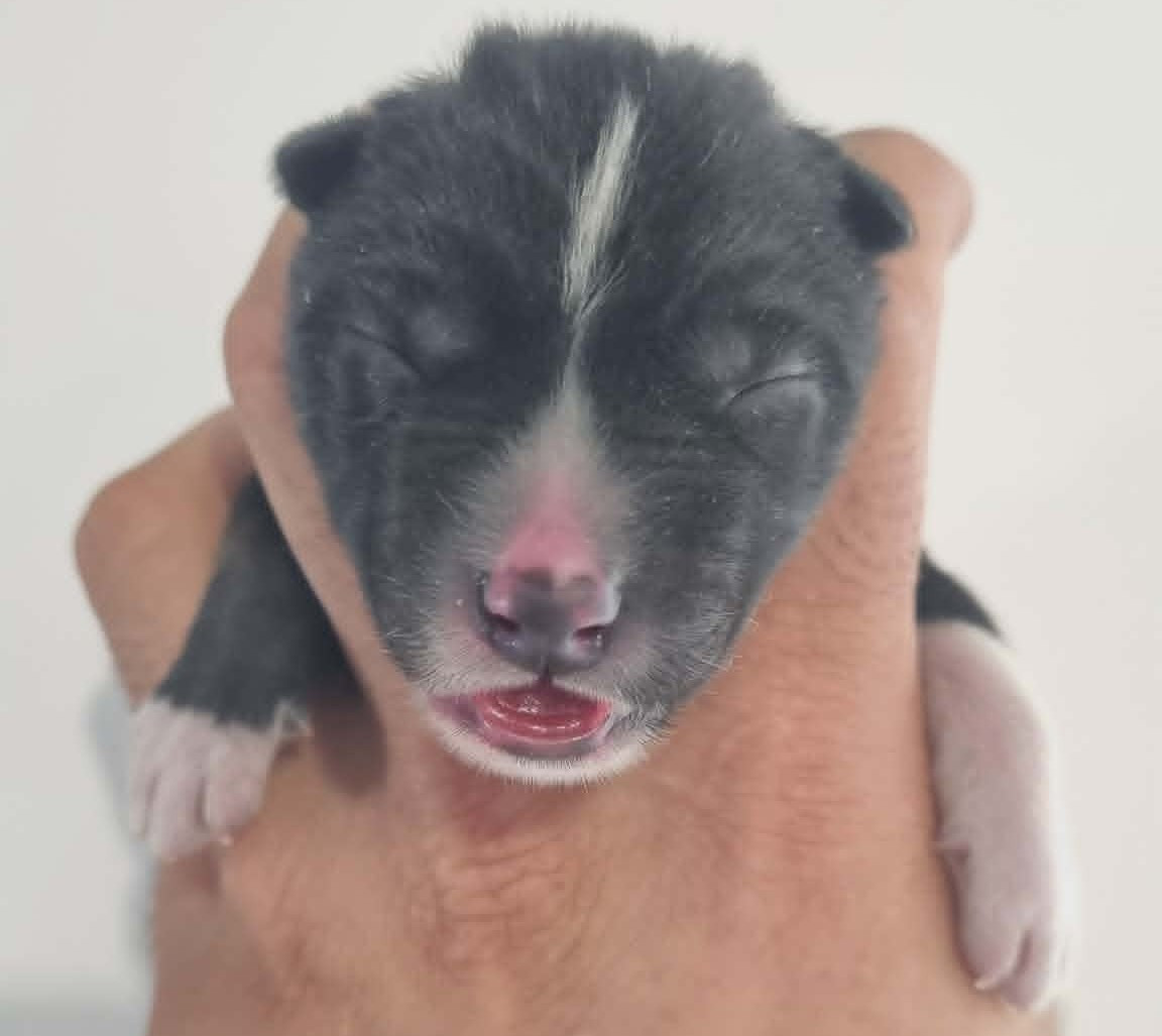 Alcateia Das Neves - Chiots disponibles - Siberian Husky