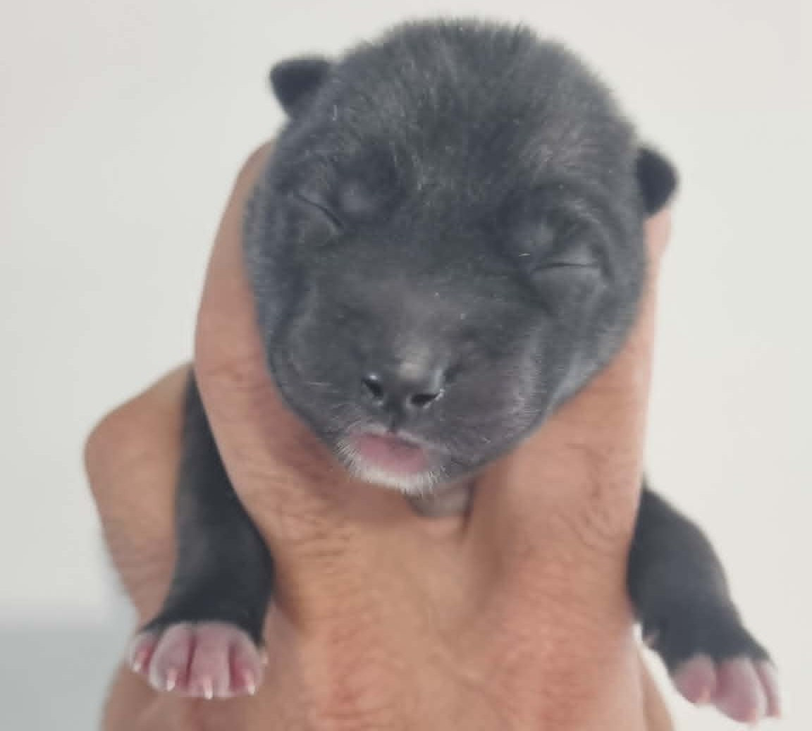 Alcateia Das Neves - Chiots disponibles - Siberian Husky