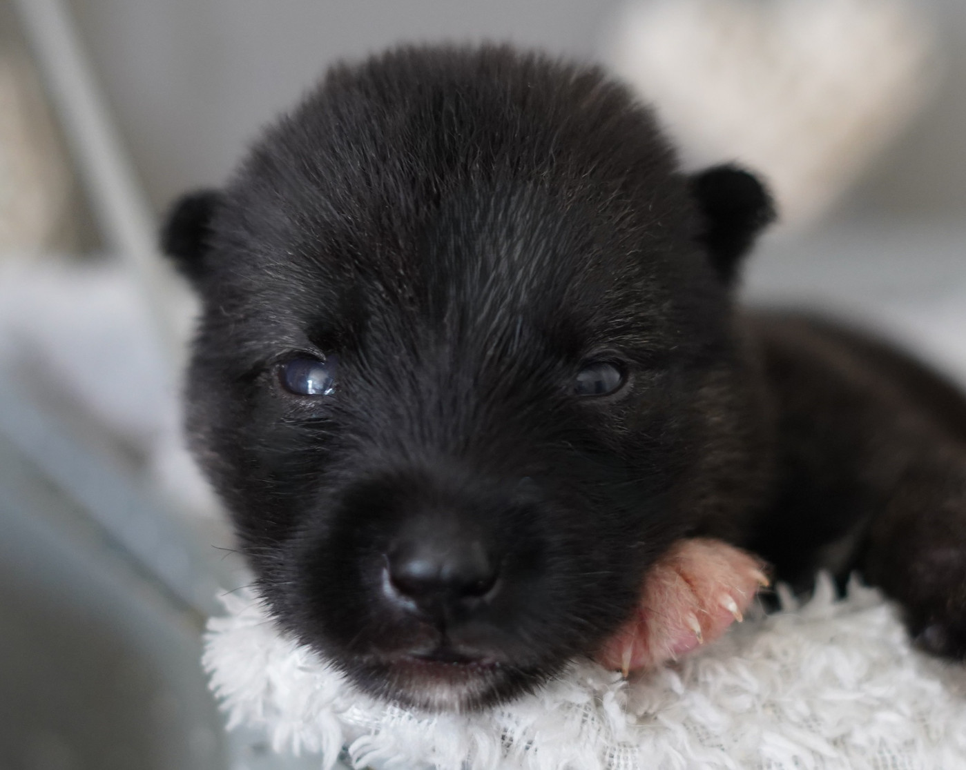Alcateia Das Neves - Chiots disponibles - Siberian Husky