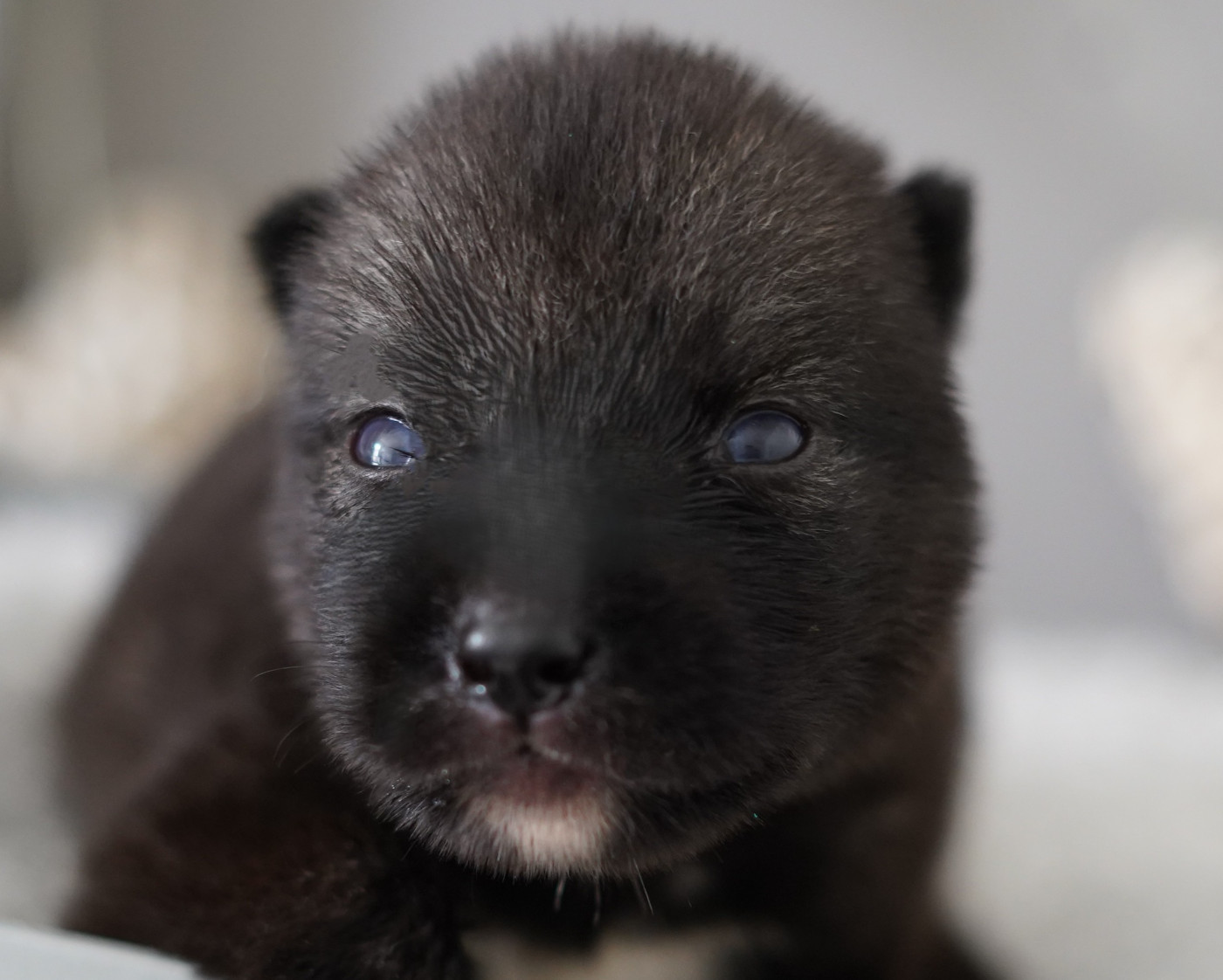Alcateia Das Neves - Chiots disponibles - Siberian Husky