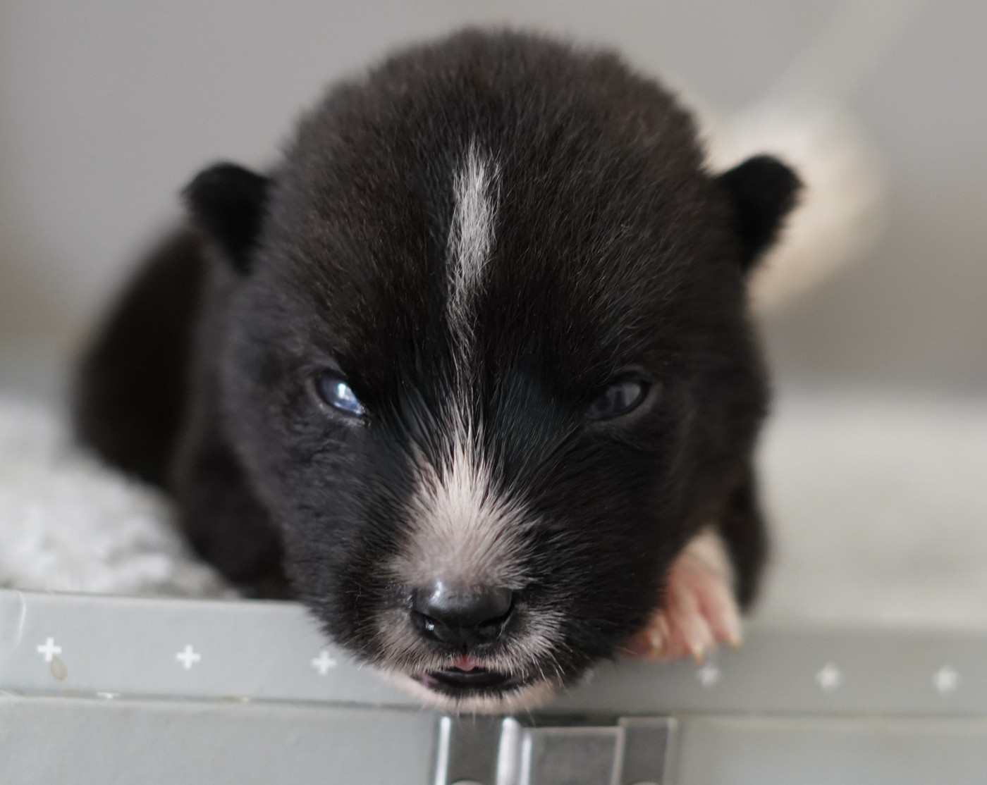Alcateia Das Neves - Chiots disponibles - Siberian Husky