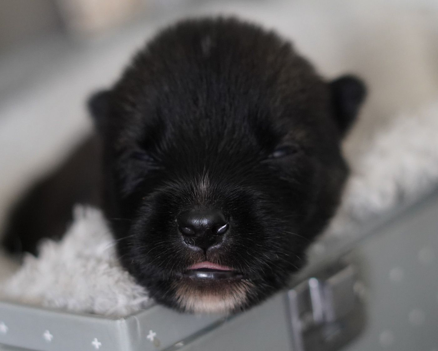 Alcateia Das Neves - Chiots disponibles - Siberian Husky
