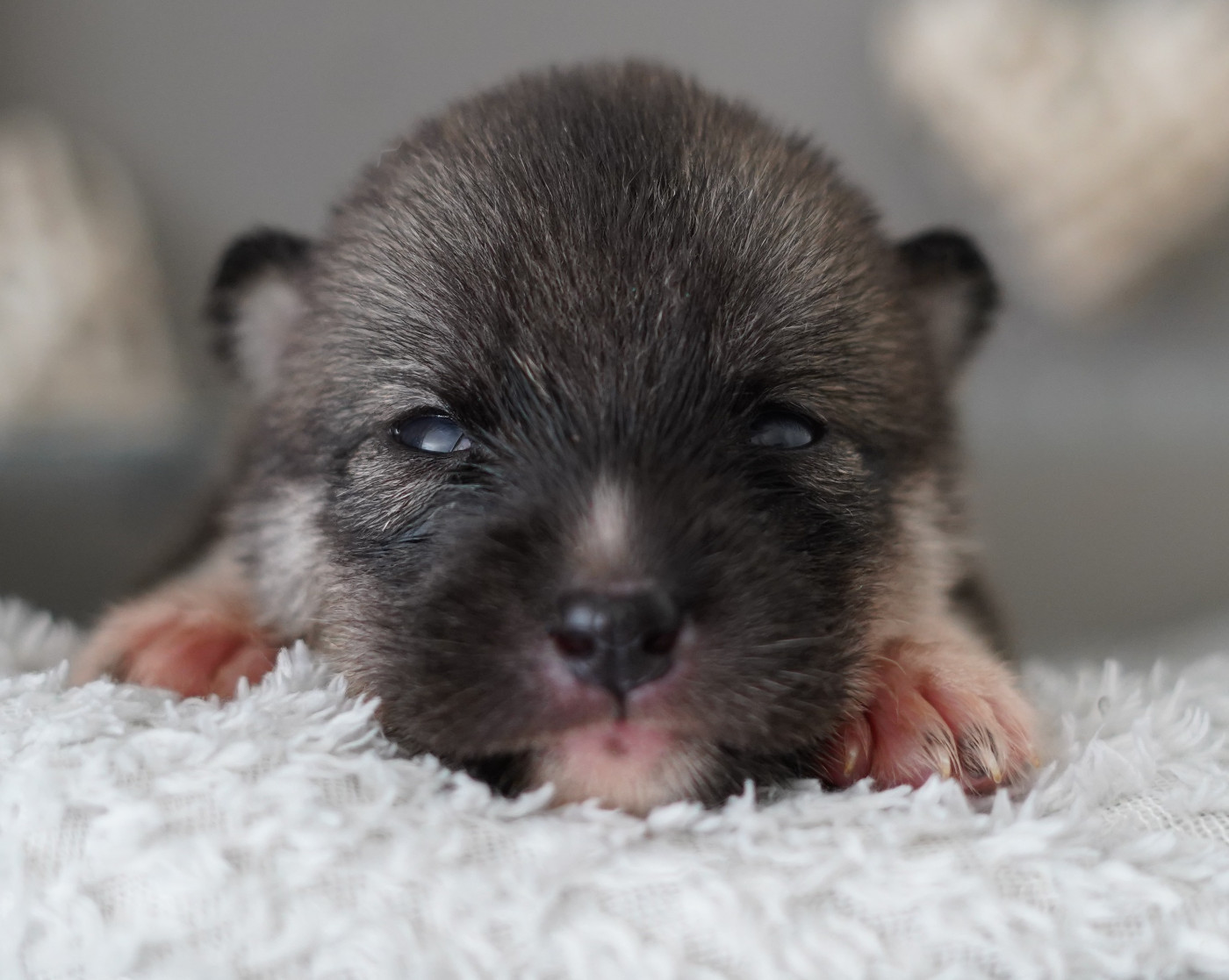 Alcateia Das Neves - Chiots disponibles - Siberian Husky