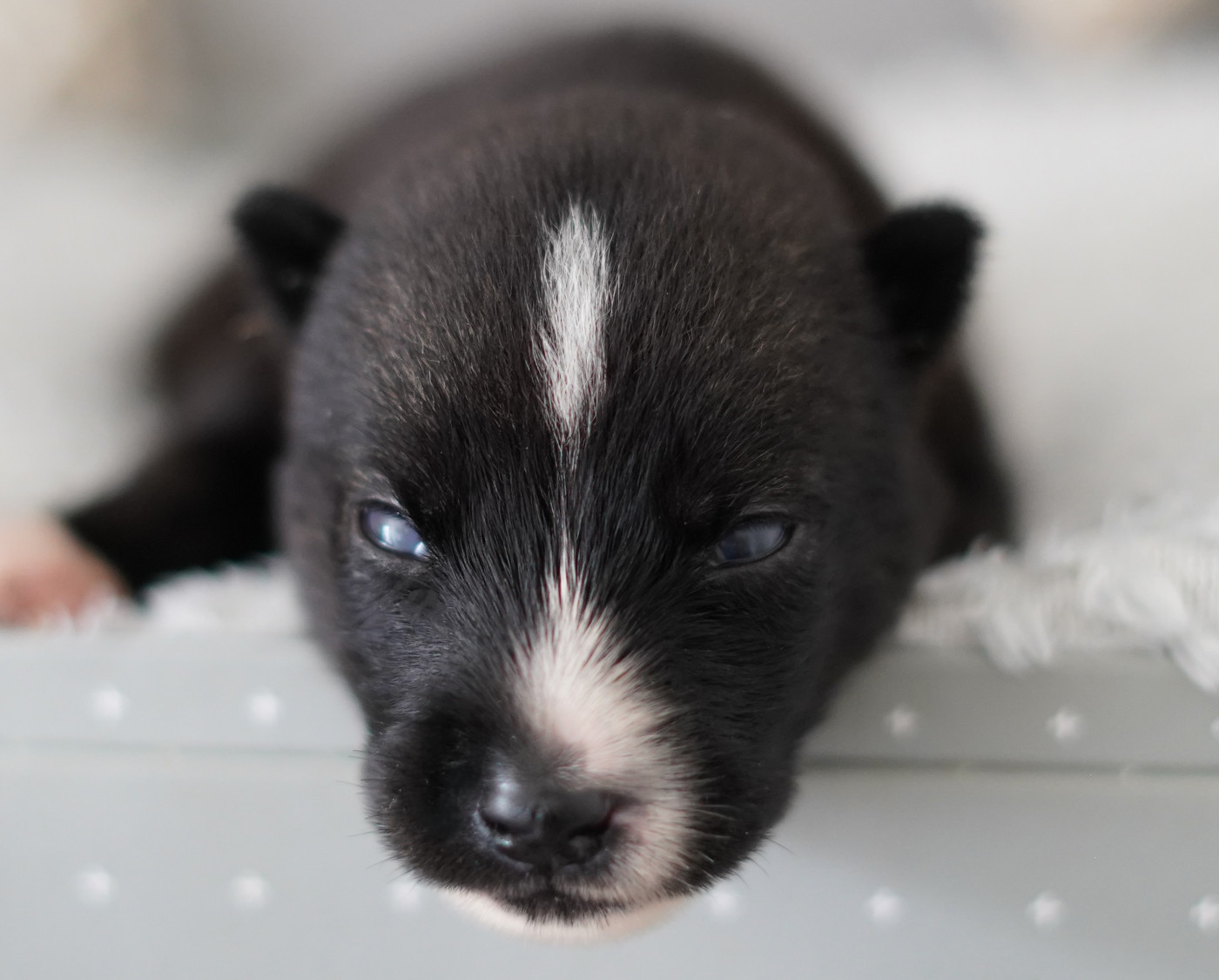 Alcateia Das Neves - Chiots disponibles - Siberian Husky