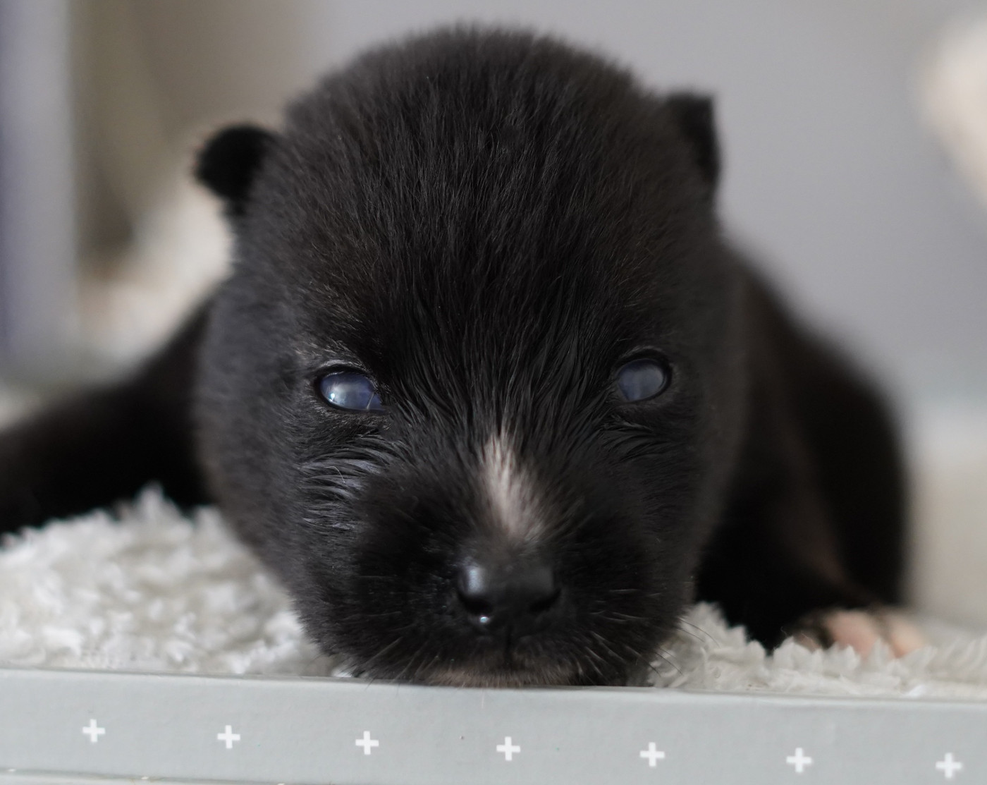Alcateia Das Neves - Chiots disponibles - Siberian Husky