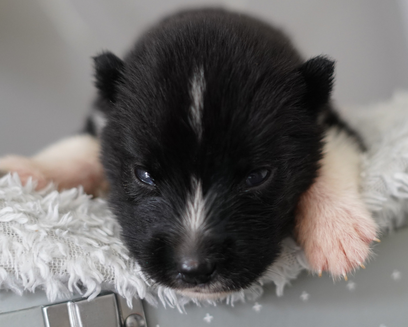 Alcateia Das Neves - Chiots disponibles - Siberian Husky
