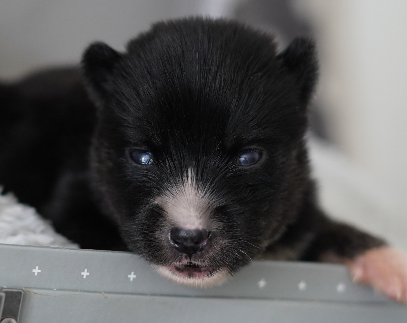 Alcateia Das Neves - Chiots disponibles - Siberian Husky