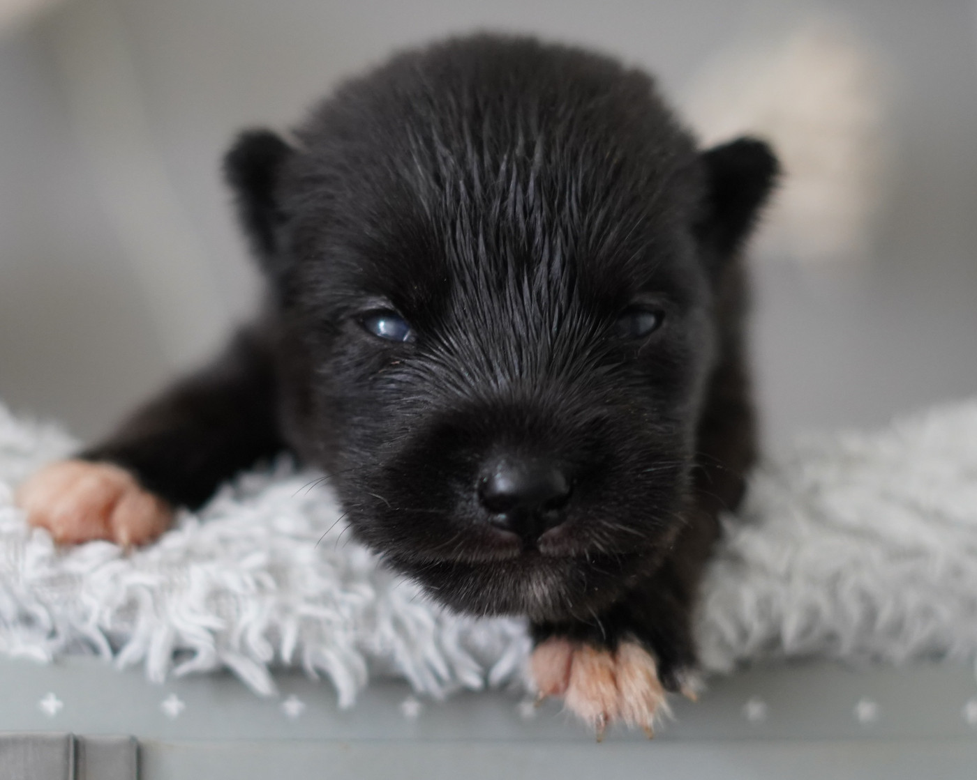 Alcateia Das Neves - Chiots disponibles - Siberian Husky