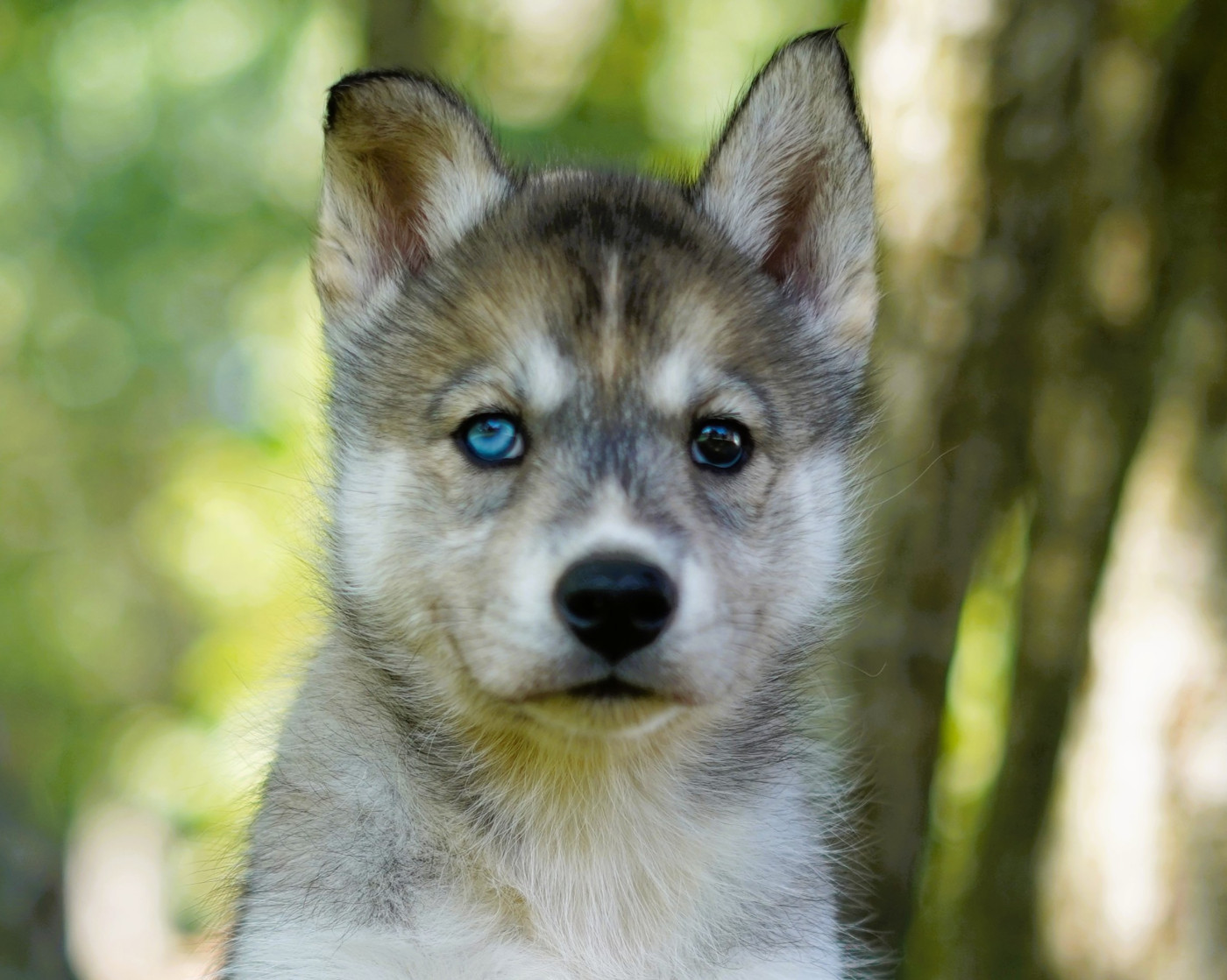 Alcateia Das Neves - Chiots disponibles - Siberian Husky